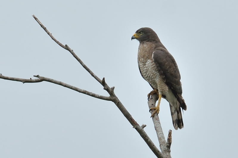 Wegbuizerd